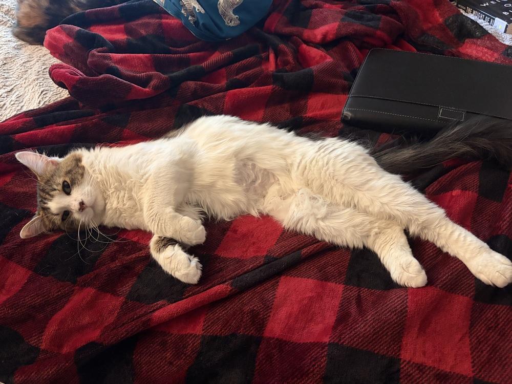 Enlarge Buster, a Adoptable Domestic Medium Hair in Springdale, PA image 1/6