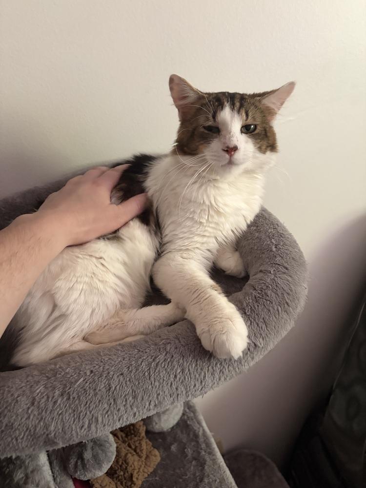 Enlarge Buster, a Adoptable Domestic Medium Hair in Springdale, PA image 2/6