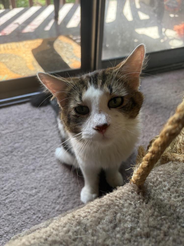 Enlarge Buster, a Adoptable Domestic Medium Hair in Springdale, PA image 3/6