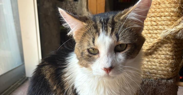 Enlarge Buster, a Adoptable Domestic Medium Hair in Springdale, PA image 5/6