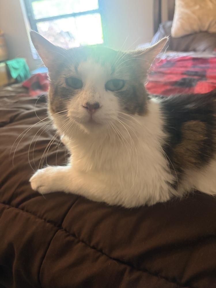 Enlarge Buster, a Adoptable Domestic Medium Hair in Springdale, PA image 6/6