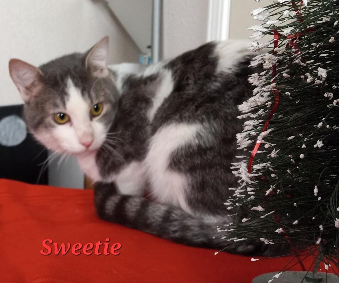 Sweetie, a Adoptable mixed breed in Las Cruces, NM image 2/2