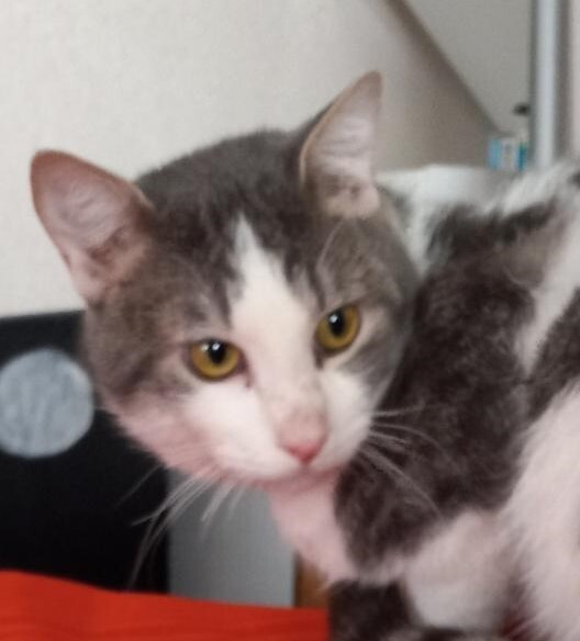 Sweetie, Adult Female Tabby