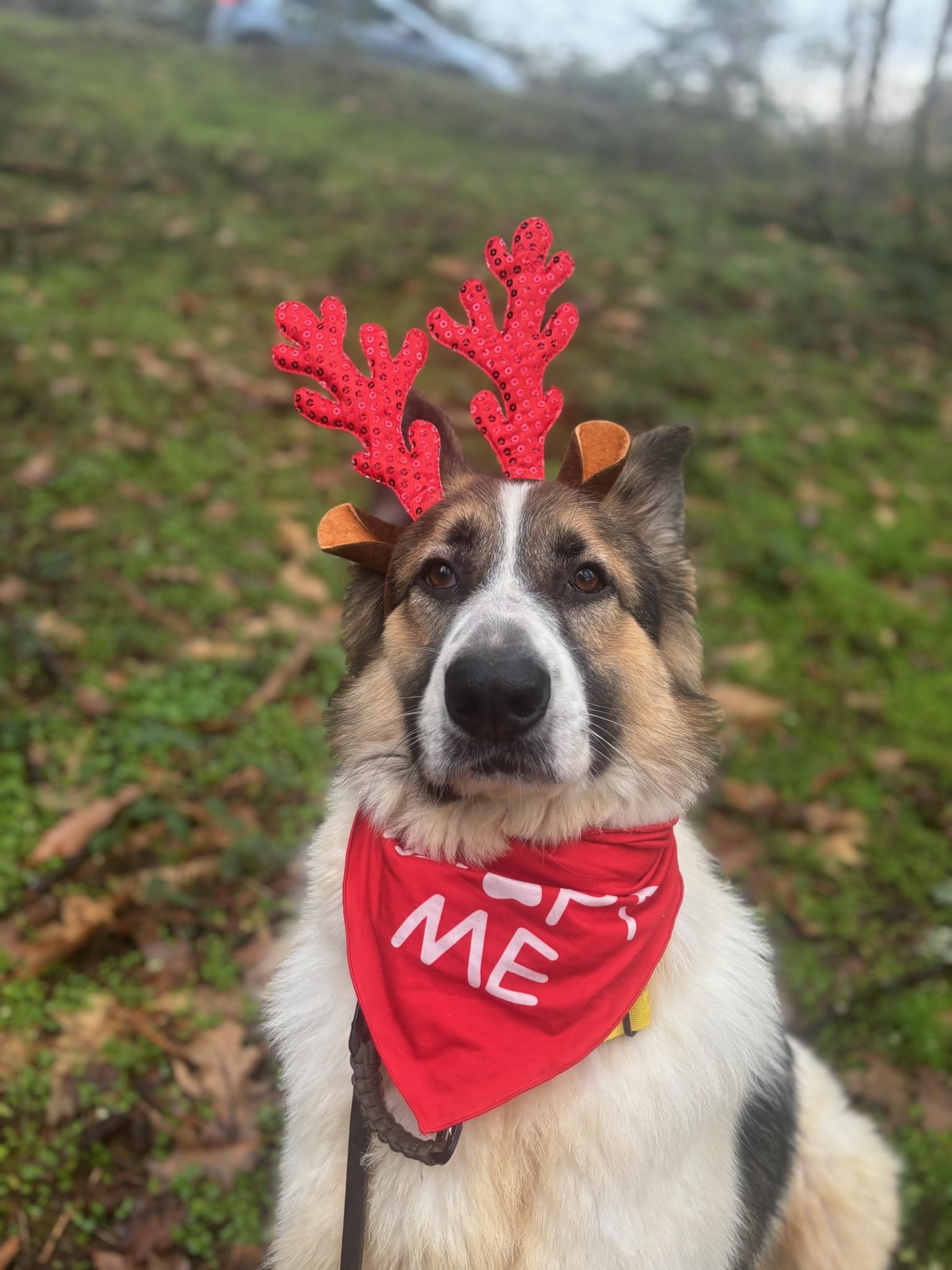 Jackson , Adoptable, Young Male Shepherd.
