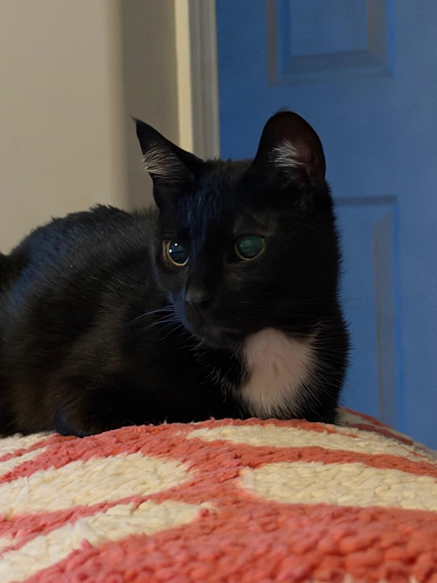 Enlarge Hope, an adopted Domestic Short Hair in BURNABY, BC image 1/1