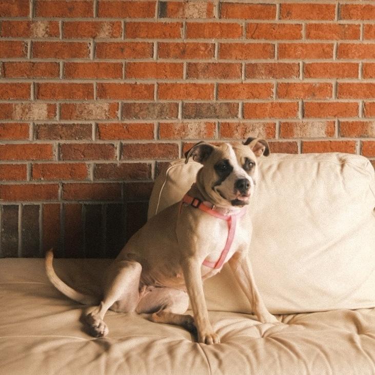 Celeste — thumbnail 3