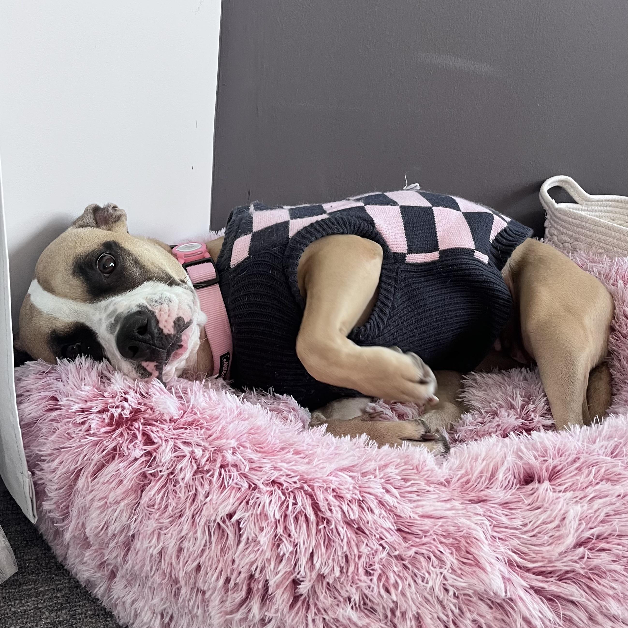 Celeste — thumbnail 4