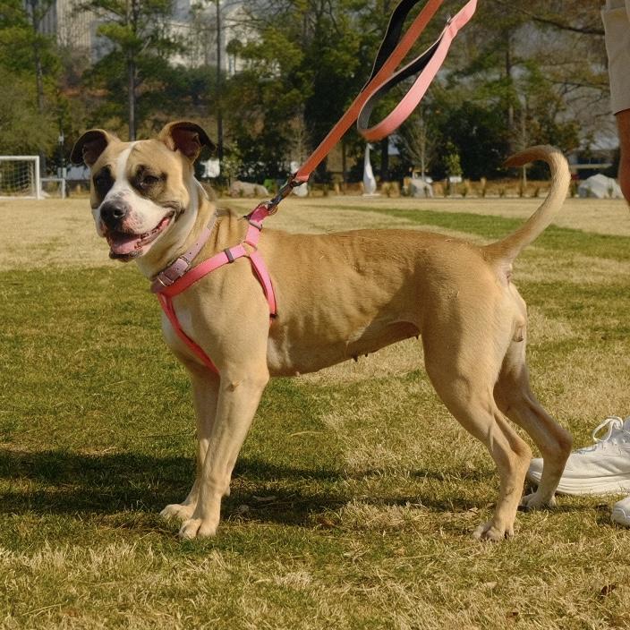 Celeste — thumbnail 5