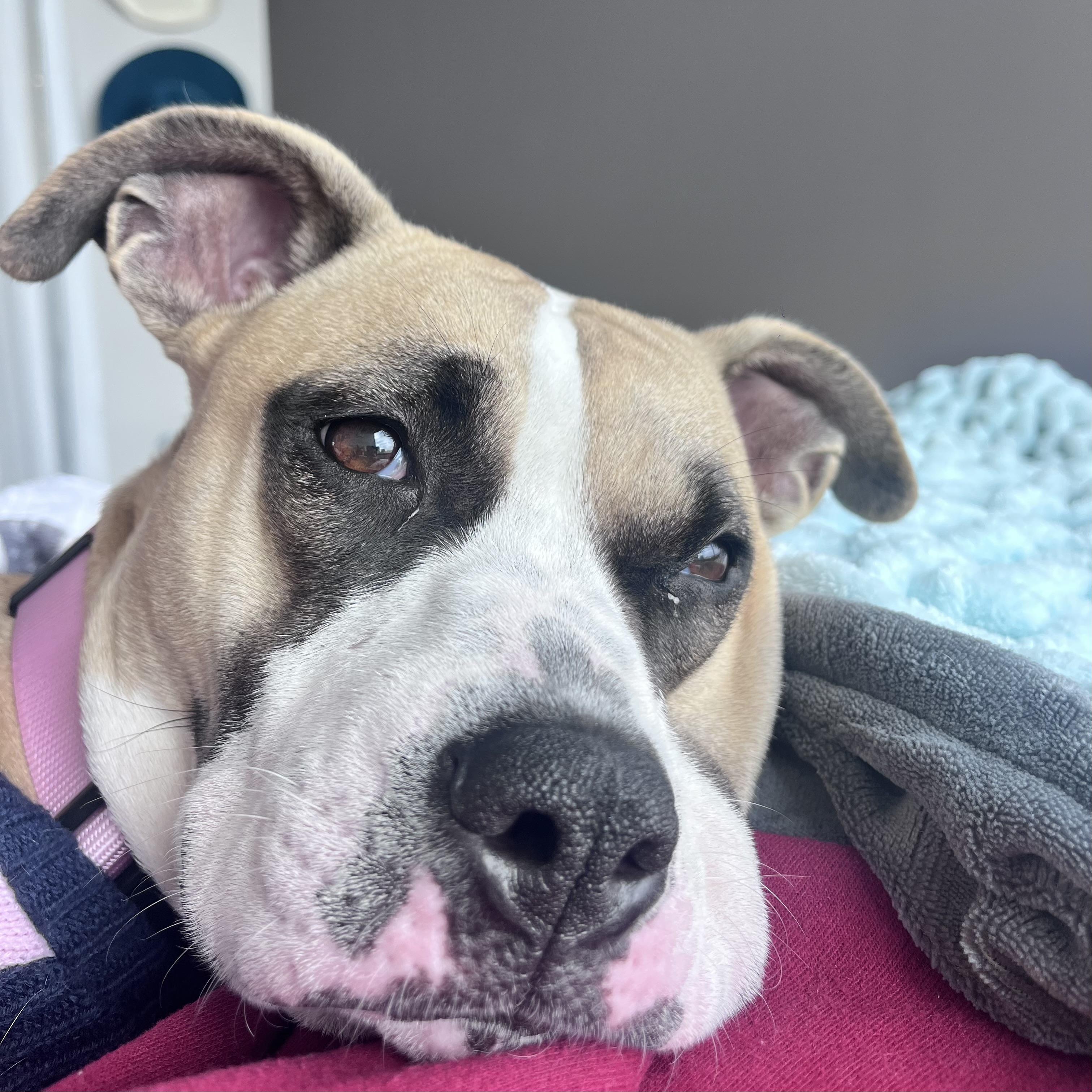 Celeste — thumbnail 6