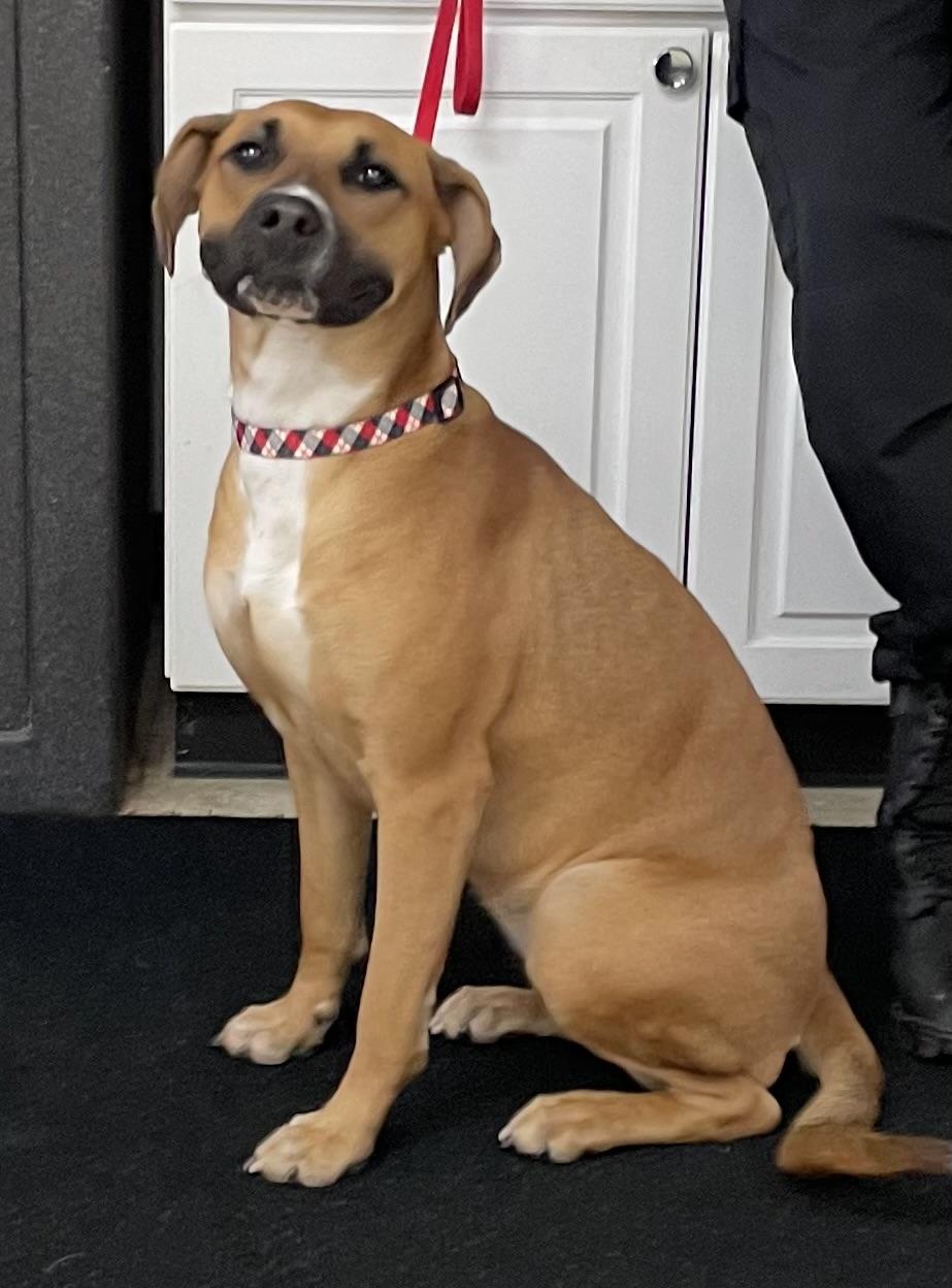 Rhodesian Ridgebacks for Adoption in Struthers, Ohio | Petfinder