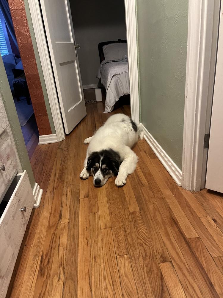 Pete, Adoptable, Young Male Great Pyrenees & Mixed Breed.