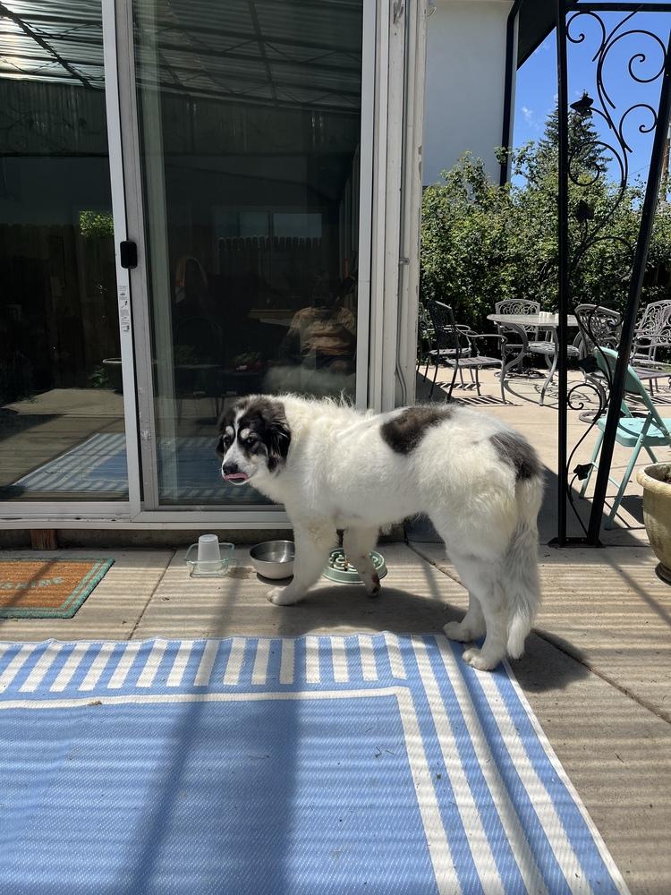 Enlarge Pete, a Adoptable mixed breed in Denver, CO image 2/5