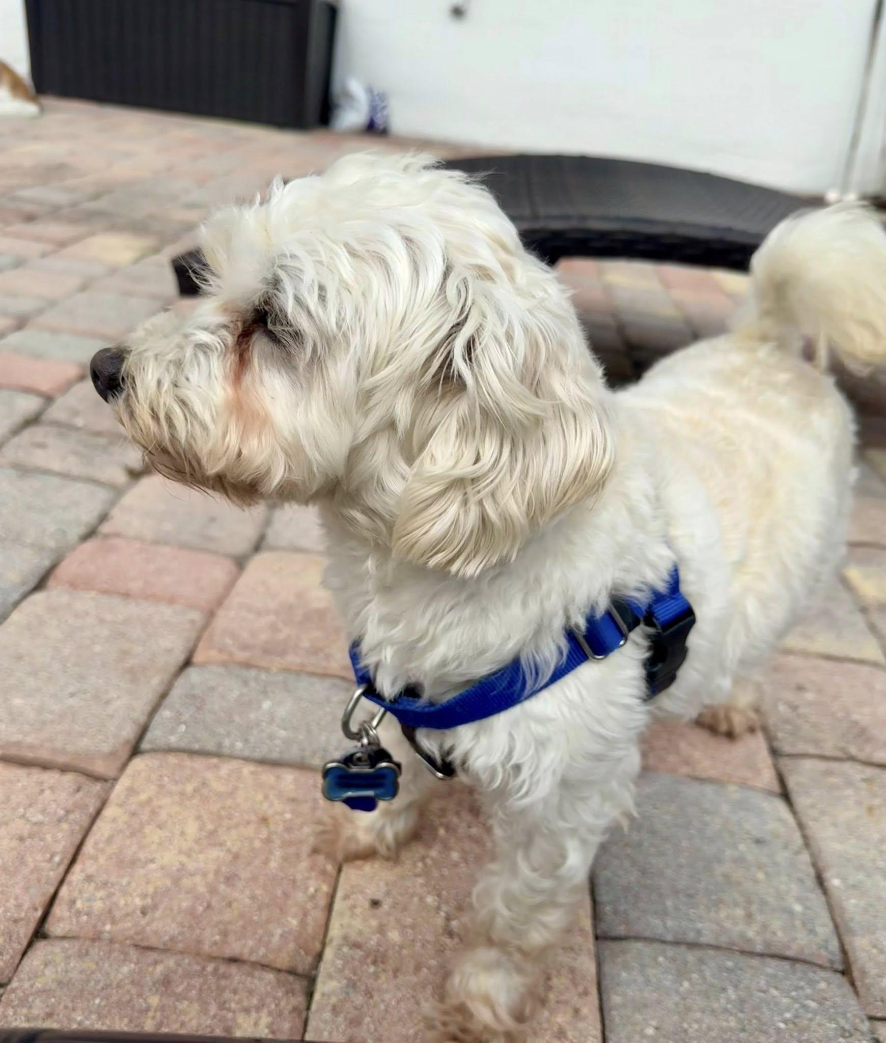 Enlarge Hermie, a ADOPTABLE mixed breed in Cape Coral, FL image 6/6