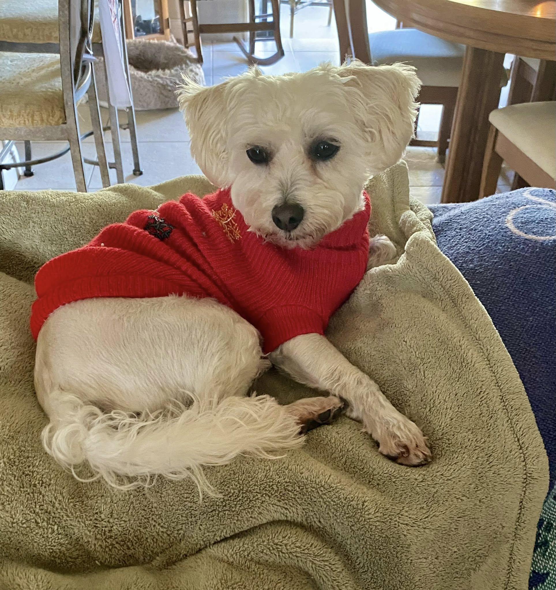 Enlarge Hermie, a ADOPTABLE mixed breed in Cape Coral, FL image 3/6