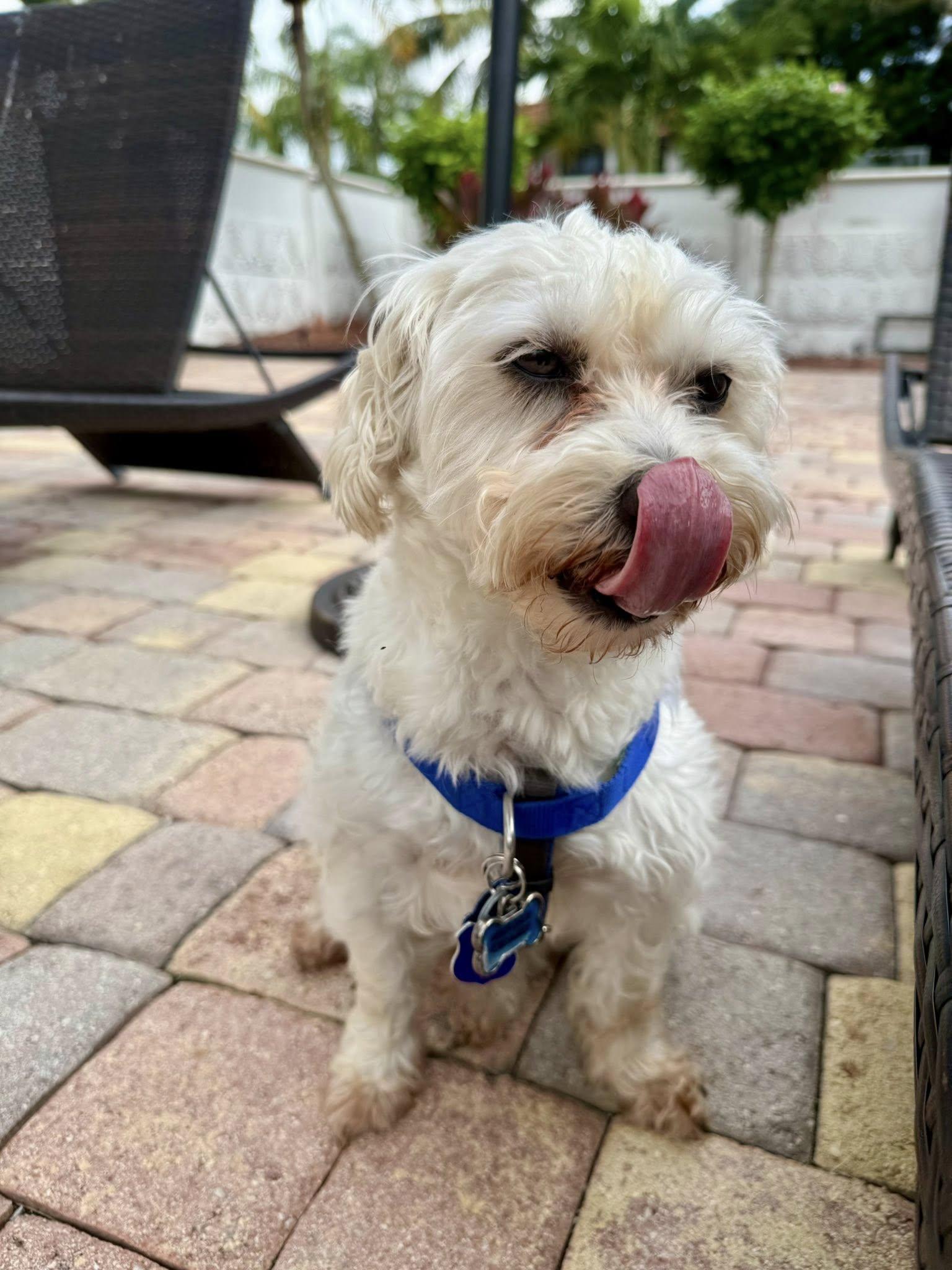 Enlarge Hermie, a ADOPTABLE mixed breed in Cape Coral, FL image 5/6