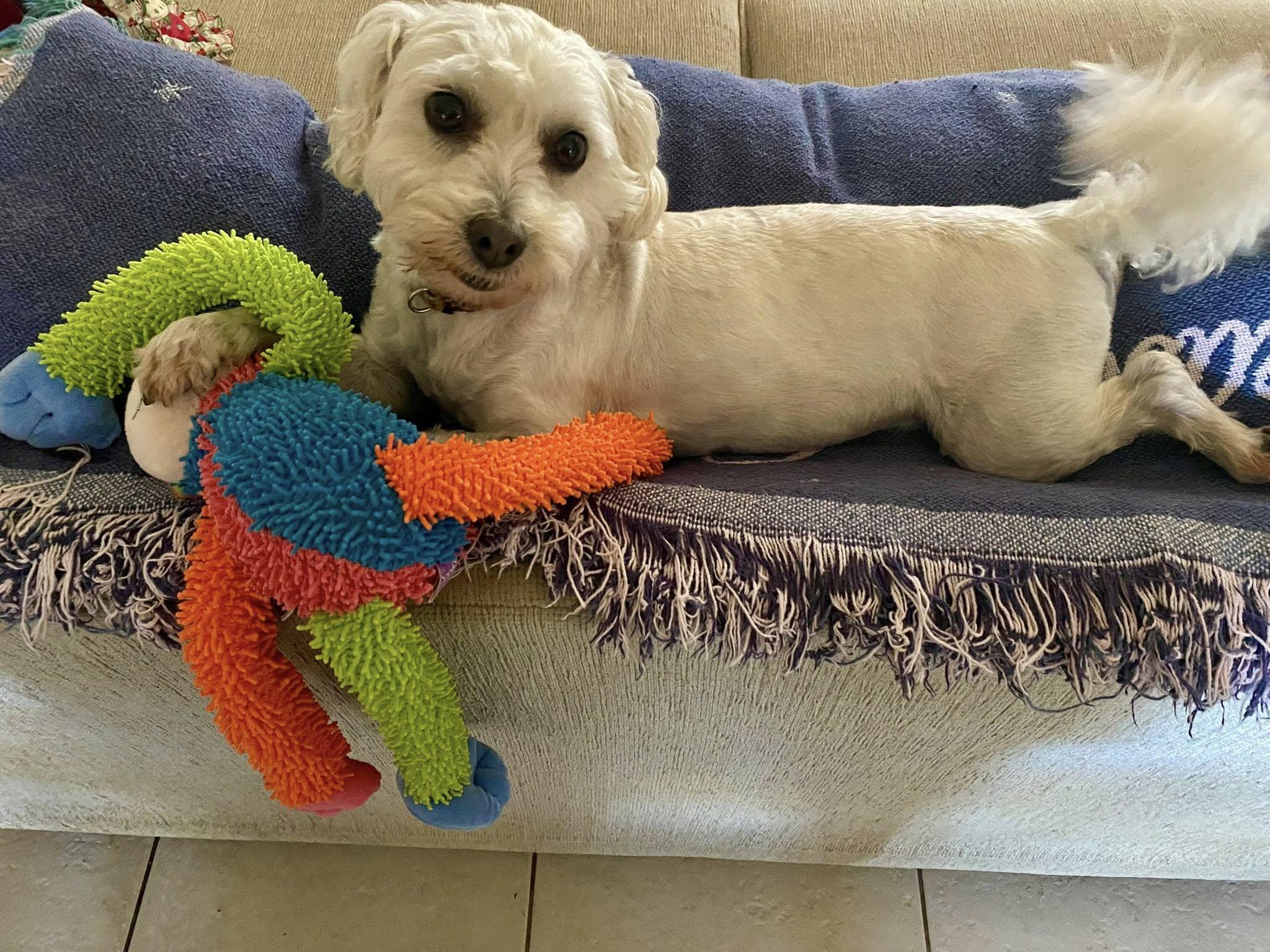 Enlarge Hermie, a ADOPTABLE mixed breed in Cape Coral, FL image 1/6