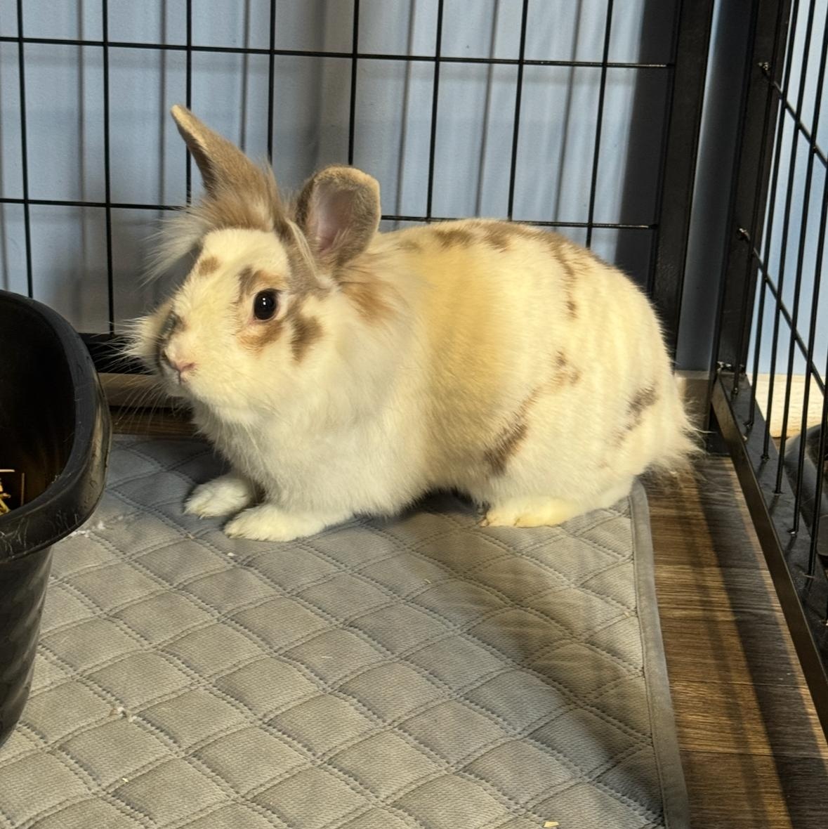 Enlarge Hunny, a Adoptable mixed breed in Knoxville, TN image 4/5