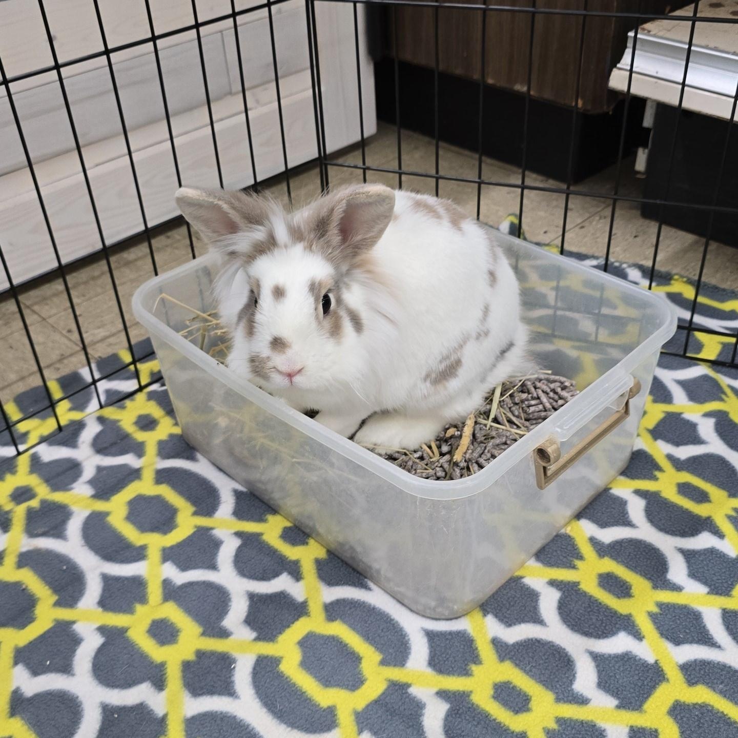 Enlarge Hunny, a Adoptable mixed breed in Knoxville, TN image 5/5