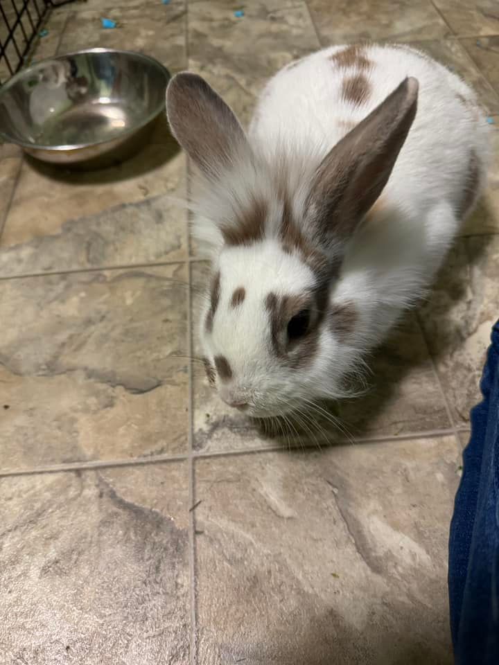 Hunny, Adoptable, Young Female Lionhead.