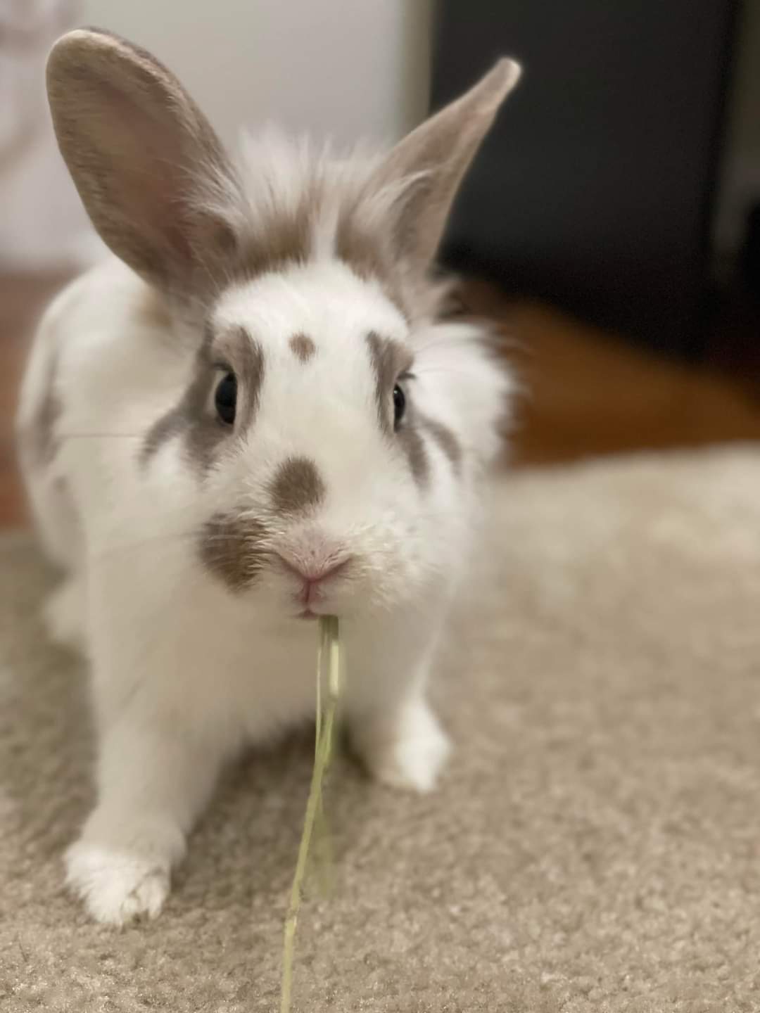 Hunny, Adoptable, Young Female Lionhead.