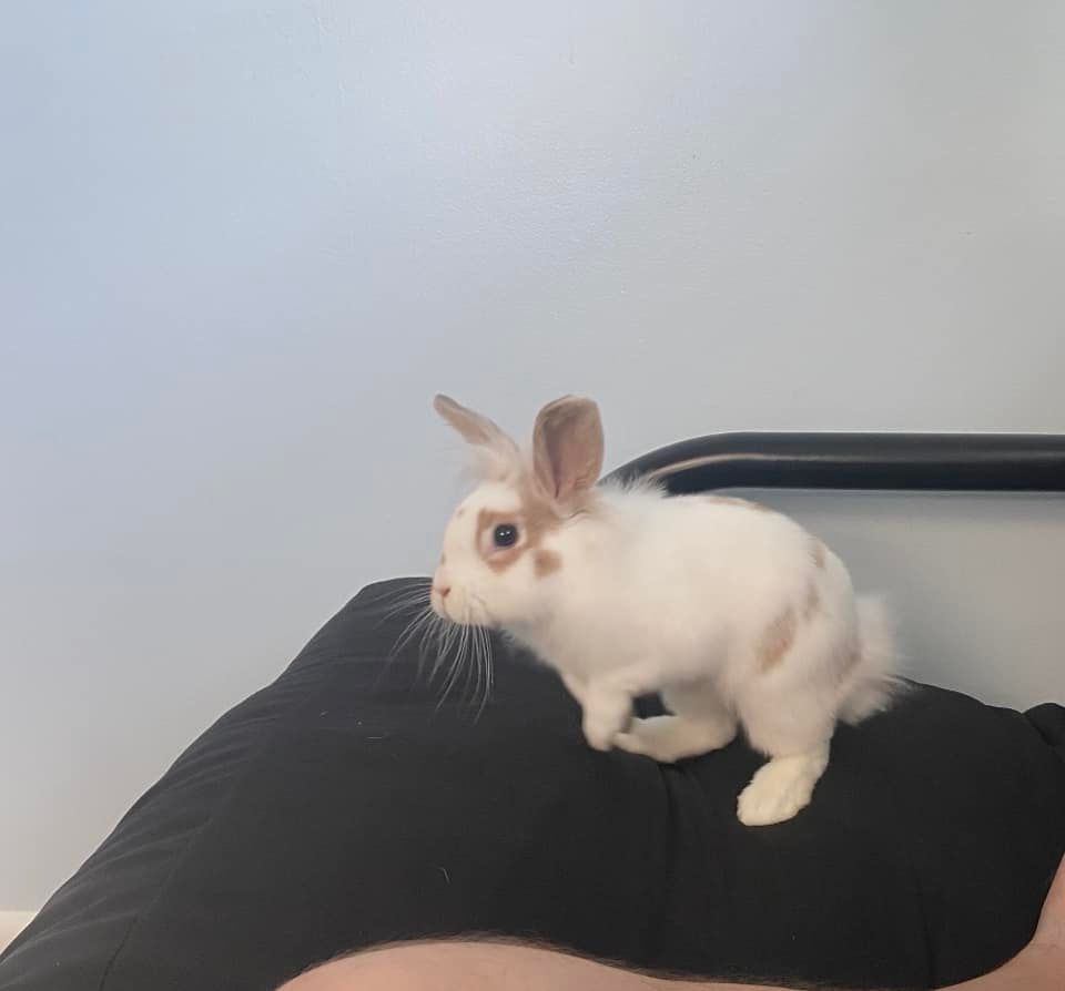 Hunny, Adoptable, Young Female Lionhead.