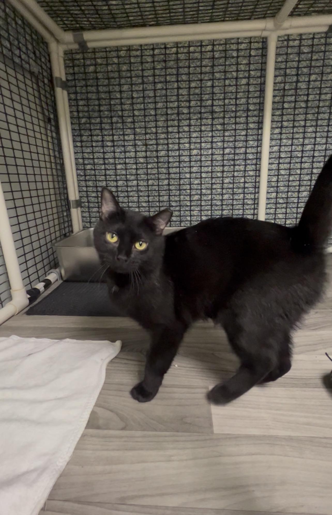 Prawn, ADOPTABLE, Young Female Domestic Short Hair & Bombay.