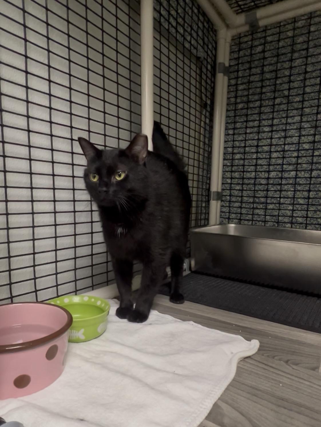 Enlarge Prawn, a ADOPTABLE mixed breed in Montville, NJ image 2/2