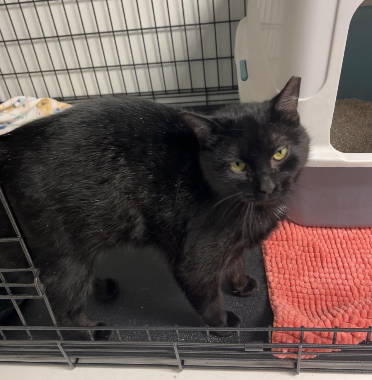 Enlarge Prawn, a ADOPTABLE mixed breed in Montville, NJ image 2/2