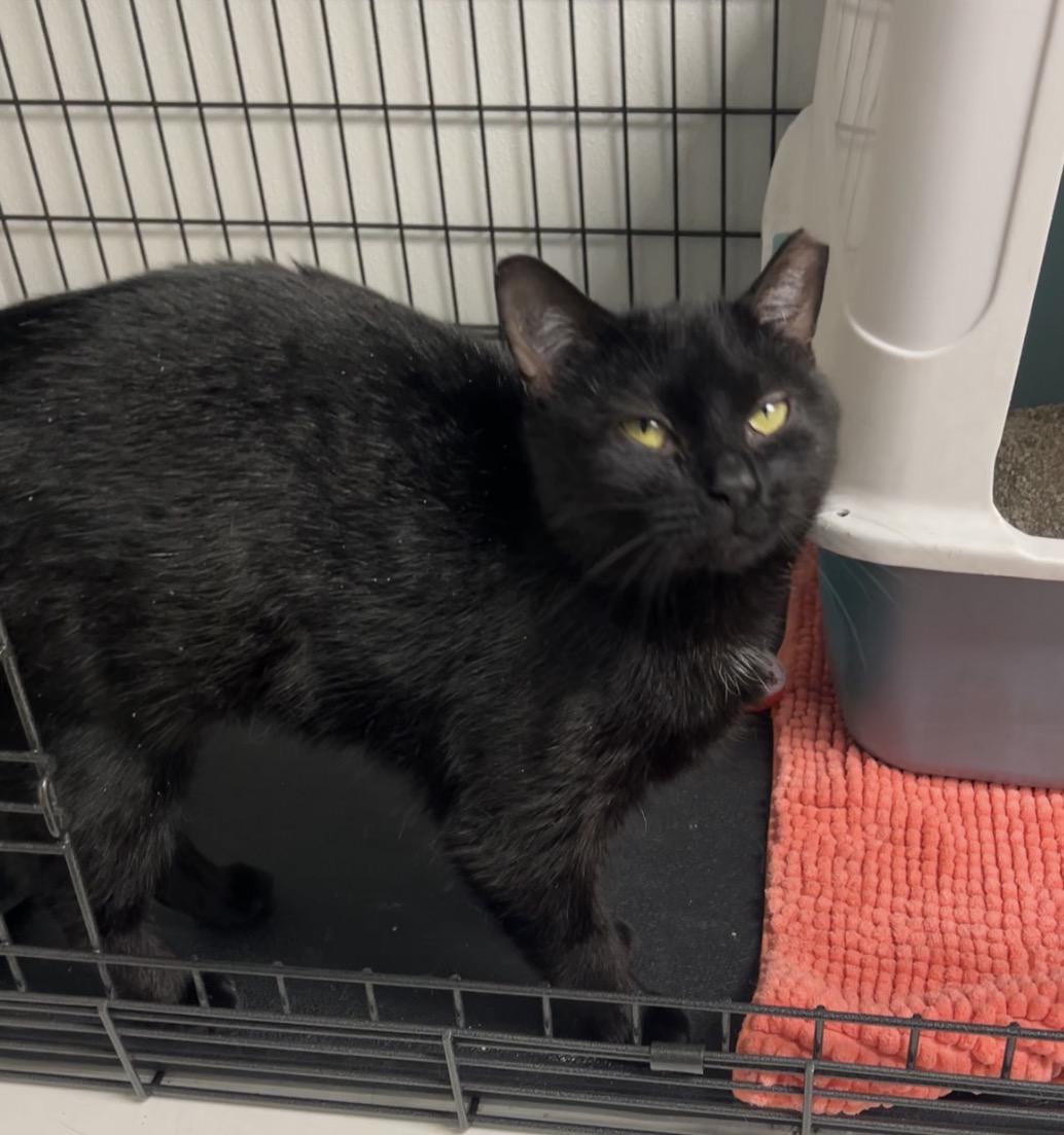 Prawn, ADOPTABLE, Young Female Domestic Short Hair & Bombay.