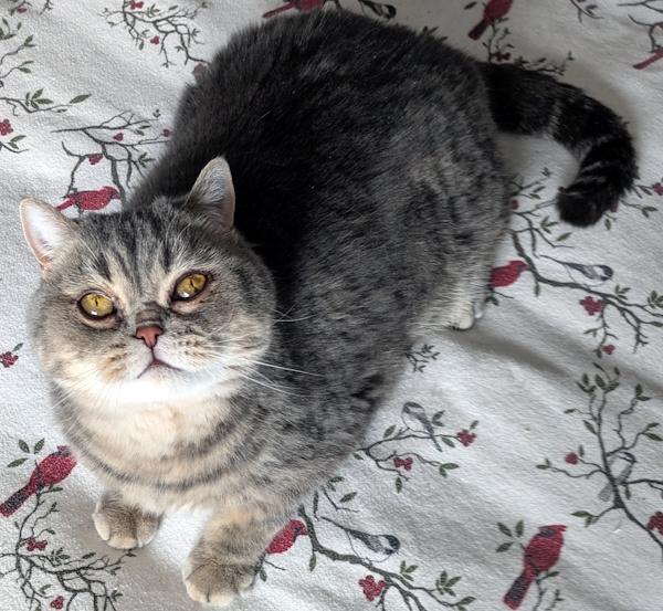 TEDDY, adopted, Adult Male Exotic Shorthair.