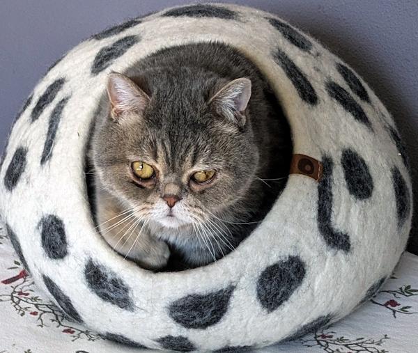 Enlarge TEDDY, an adopted Exotic Shorthair in Mequon, WI image 4/6