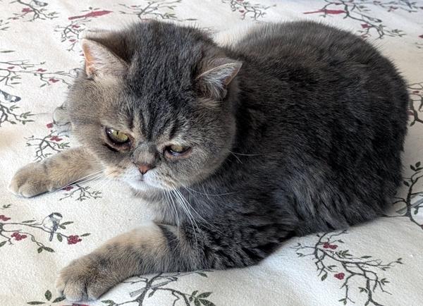 Enlarge TEDDY, an adopted Exotic Shorthair in Mequon, WI image 5/6