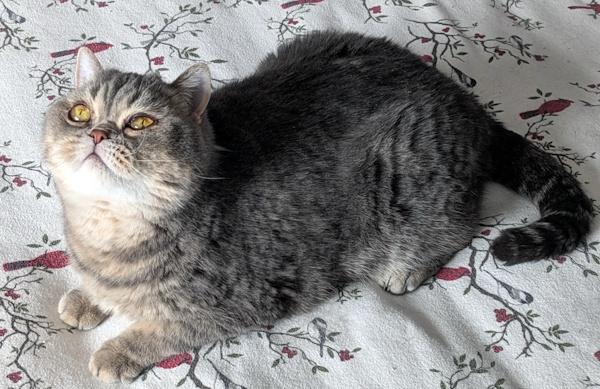 Enlarge TEDDY, an adopted Exotic Shorthair in Mequon, WI image 3/6