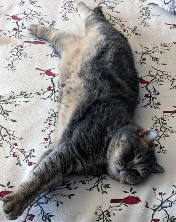 Enlarge TEDDY, an adopted Exotic Shorthair in Mequon, WI image 6/6