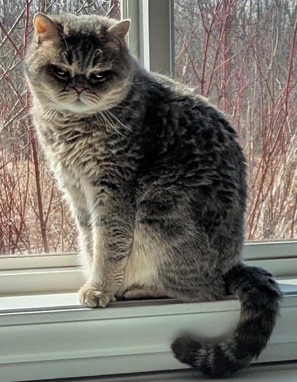 Enlarge TEDDY, an adopted Exotic Shorthair in Mequon, WI image 2/6