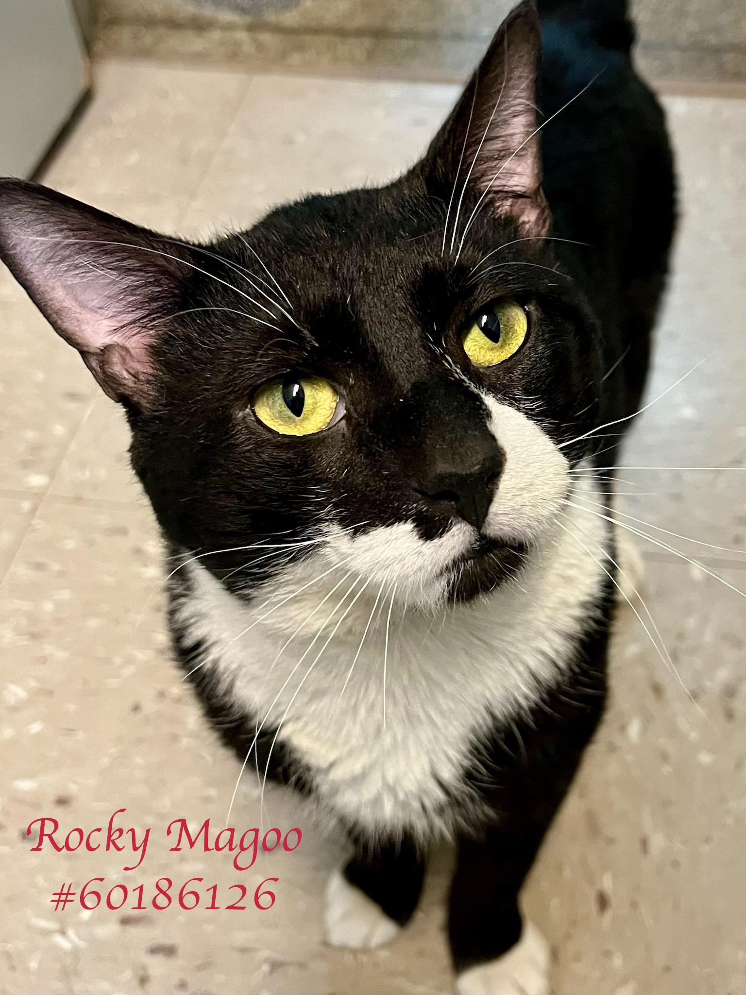 Rocky Magoo , ADOPTABLE, Adult Male Tuxedo.