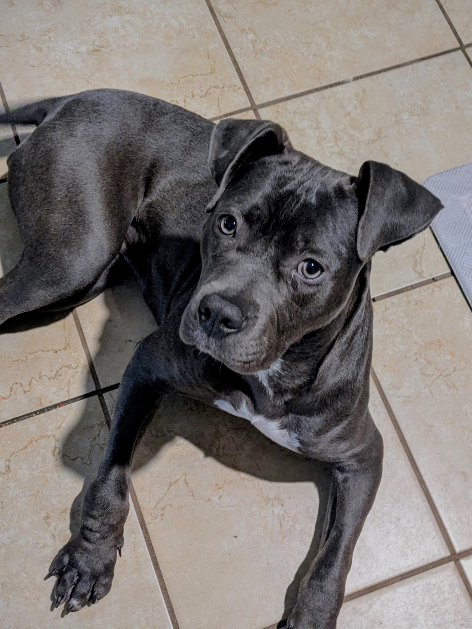 Enlarge Grace, a Adoptable Pit Bull Terrier in Naperville, IL image 6/6