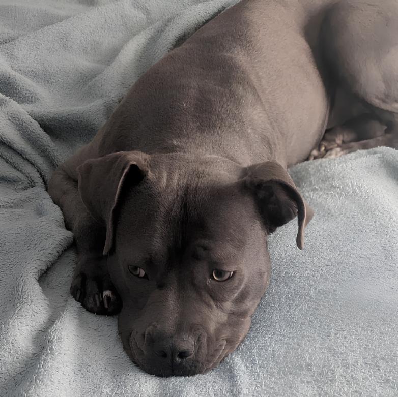 Enlarge Grace, a Adoptable Pit Bull Terrier in Naperville, IL image 5/6