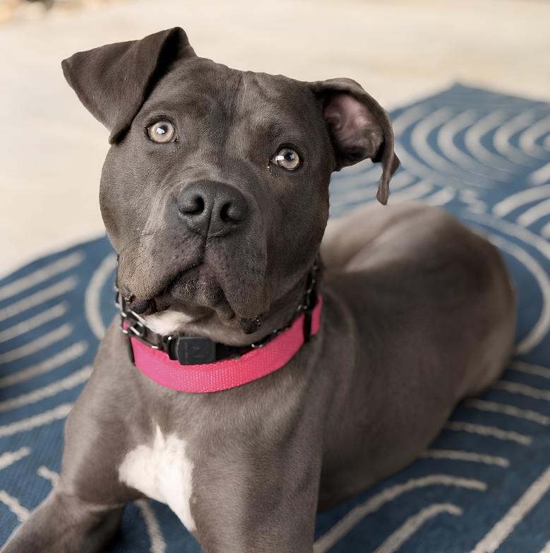Enlarge Grace, a Adoptable Pit Bull Terrier in Naperville, IL image 2/6
