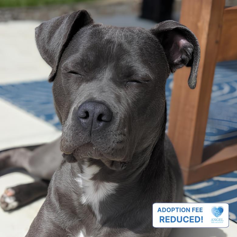 Grace, Adoptable, Young Female Pit Bull Terrier.