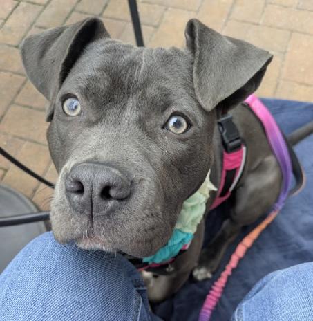 Enlarge Grace, a Adoptable Pit Bull Terrier in Naperville, IL image 4/6