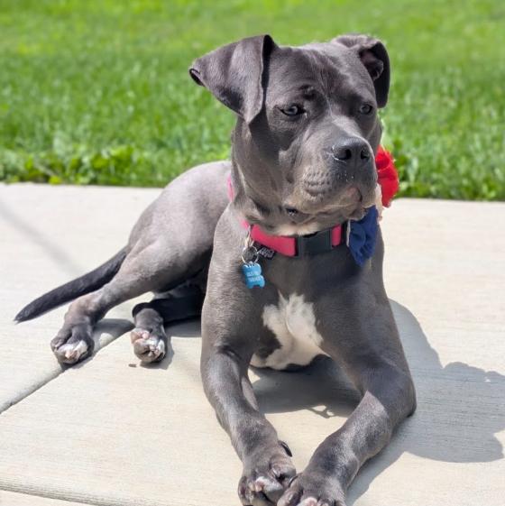 Enlarge Grace, a Adoptable Pit Bull Terrier in Naperville, IL image 3/6