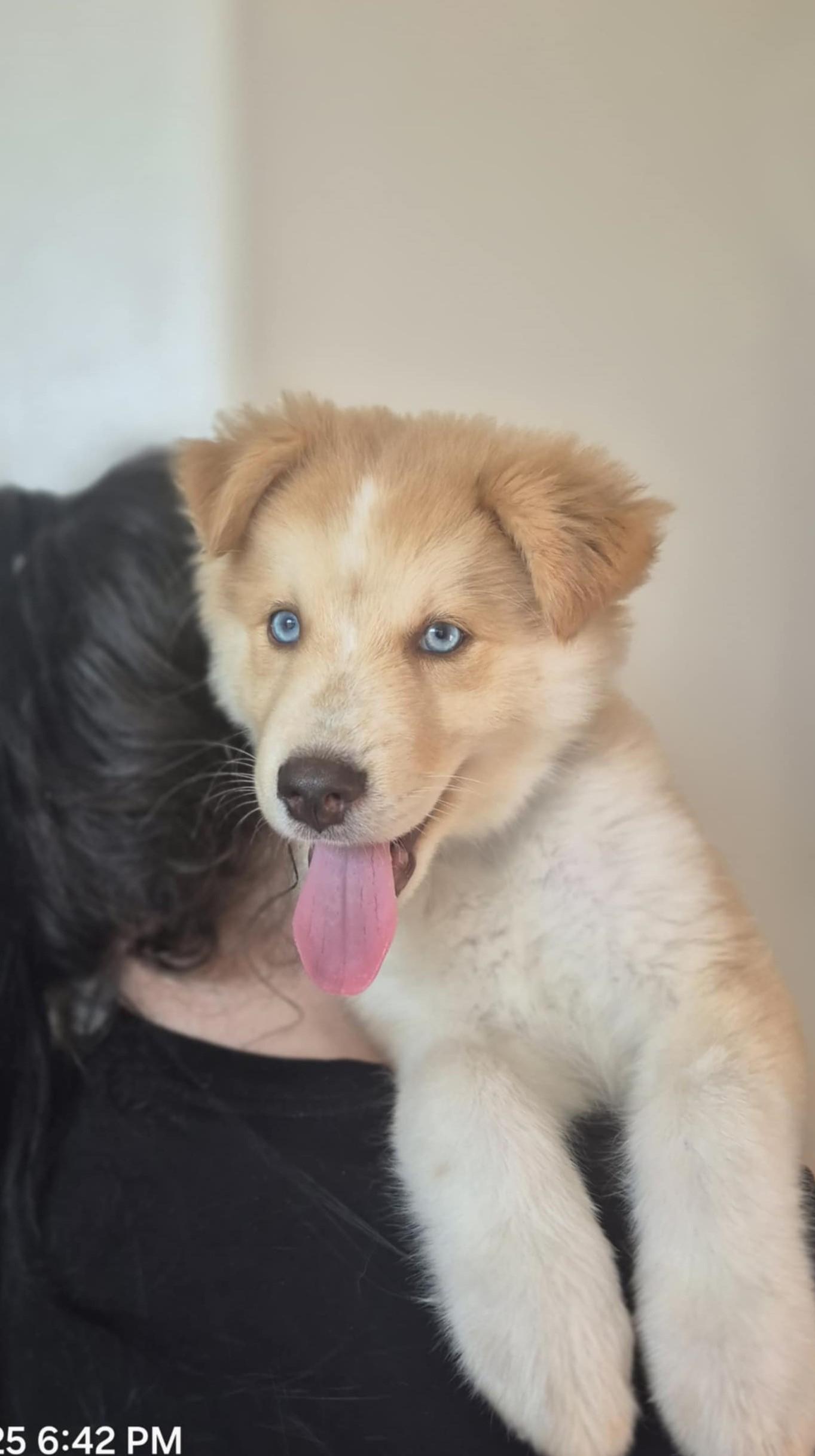Sonny, Baby Male Labrador Retriever