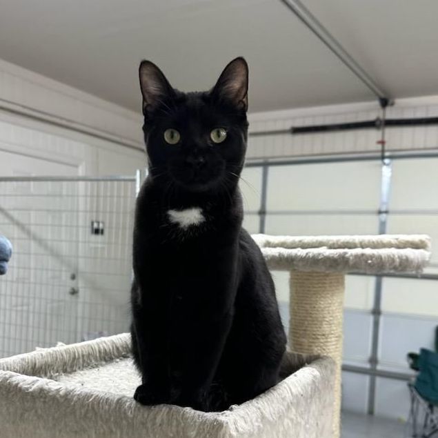 Phoebe, an adoptable Domestic Short Hair in Fort Worth, TX, 76133 | Photo Image 1