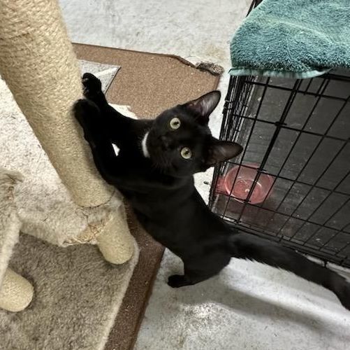 Phoebe, an adoptable Domestic Short Hair in Fort Worth, TX, 76133 | Photo Image 3