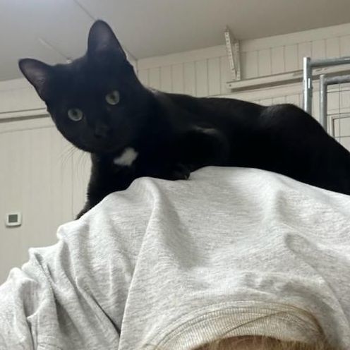 Phoebe, a Adoptable Domestic Short Hair in Fort Worth, TX image 3/6