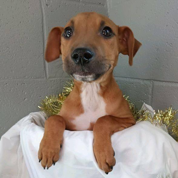 Booky, Adoptable, Puppy Male Mixed Breed.