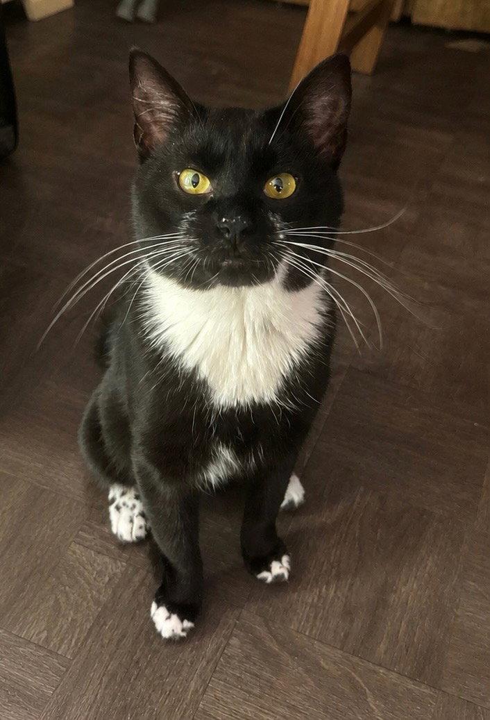 Junior, Adoptable, Adult Male Domestic Short Hair.