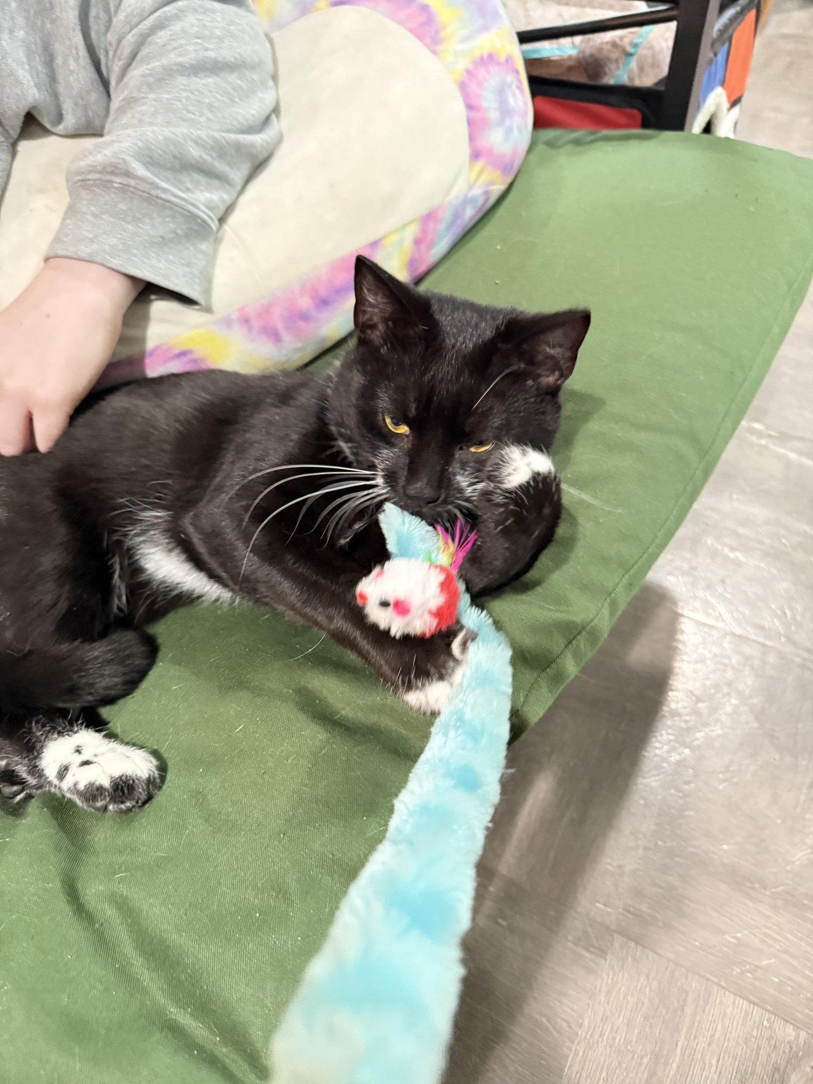 Junior, a Adoptable Domestic Short Hair in East Derry, NH image 2/3