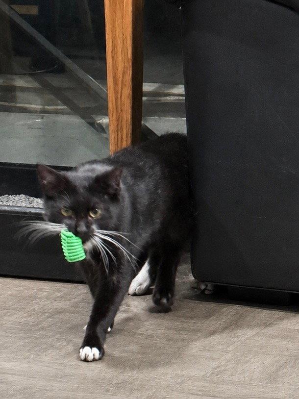 Junior, a Adoptable Domestic Short Hair in East Derry, NH image 3/3